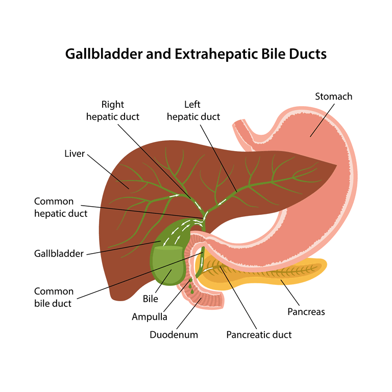 gallbladder and extrahepatic bile ducts