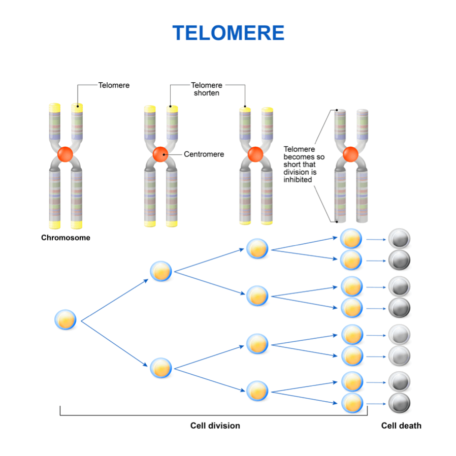 Telomeres shorten over time until division is inhibited, leading to cell death.