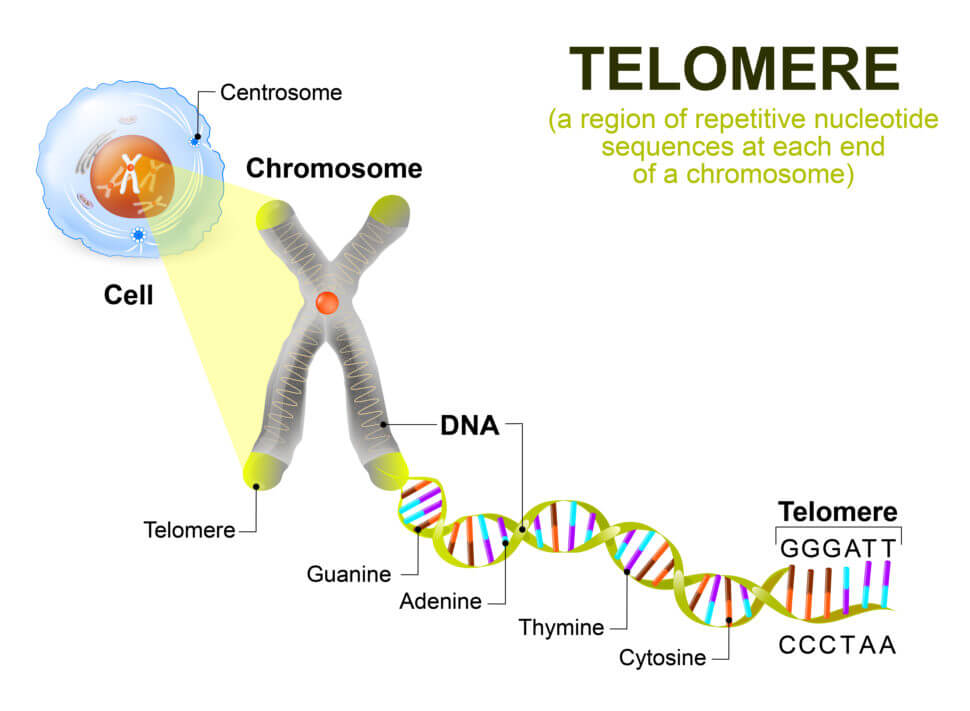 Telomere: a region of repetitive nucleotide sequences at each end of a chromosome