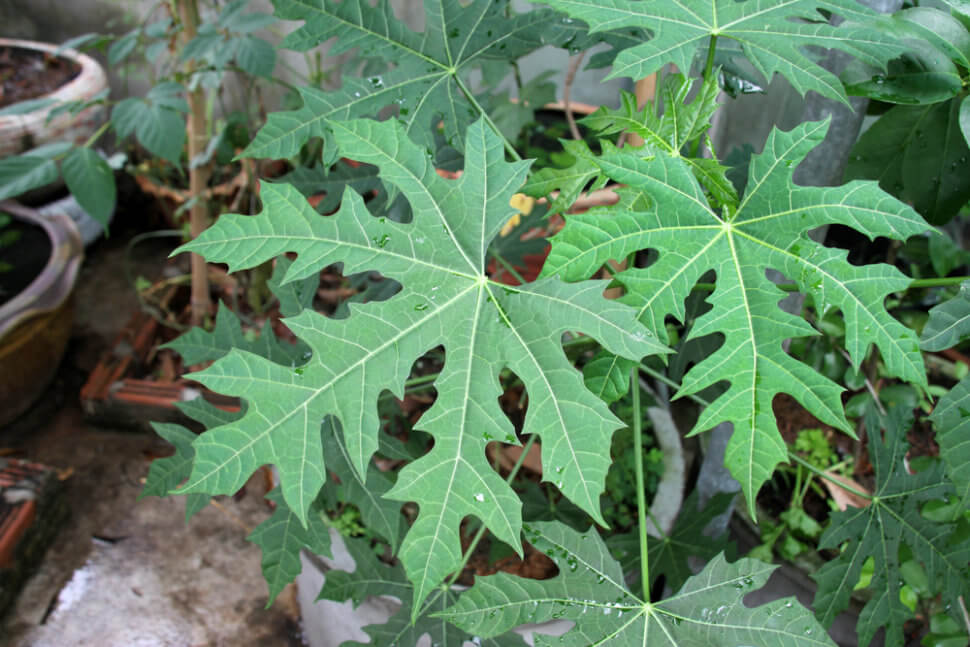 chaya leaf