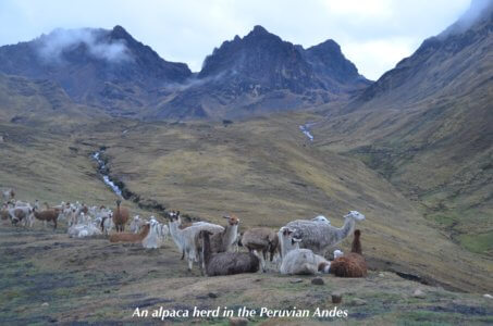 An alpaca herd in the Peruvian Andes
