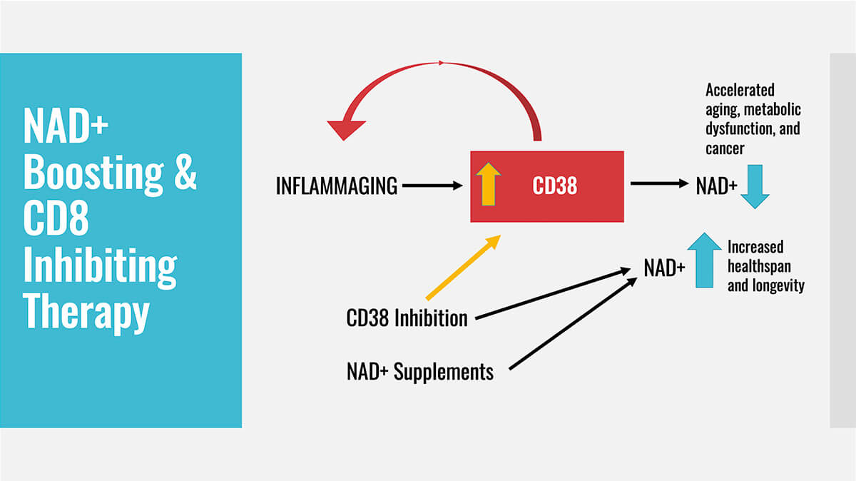 NAD+ Boosting & CD8 Inhibiting Therapy