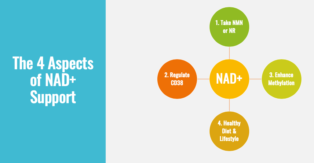 The 4 Aspects of NAD+ Support