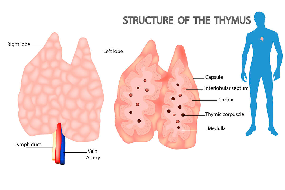 Structure of the Thymus Gland