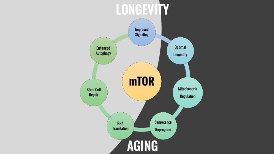 Longevity Aging mTOR