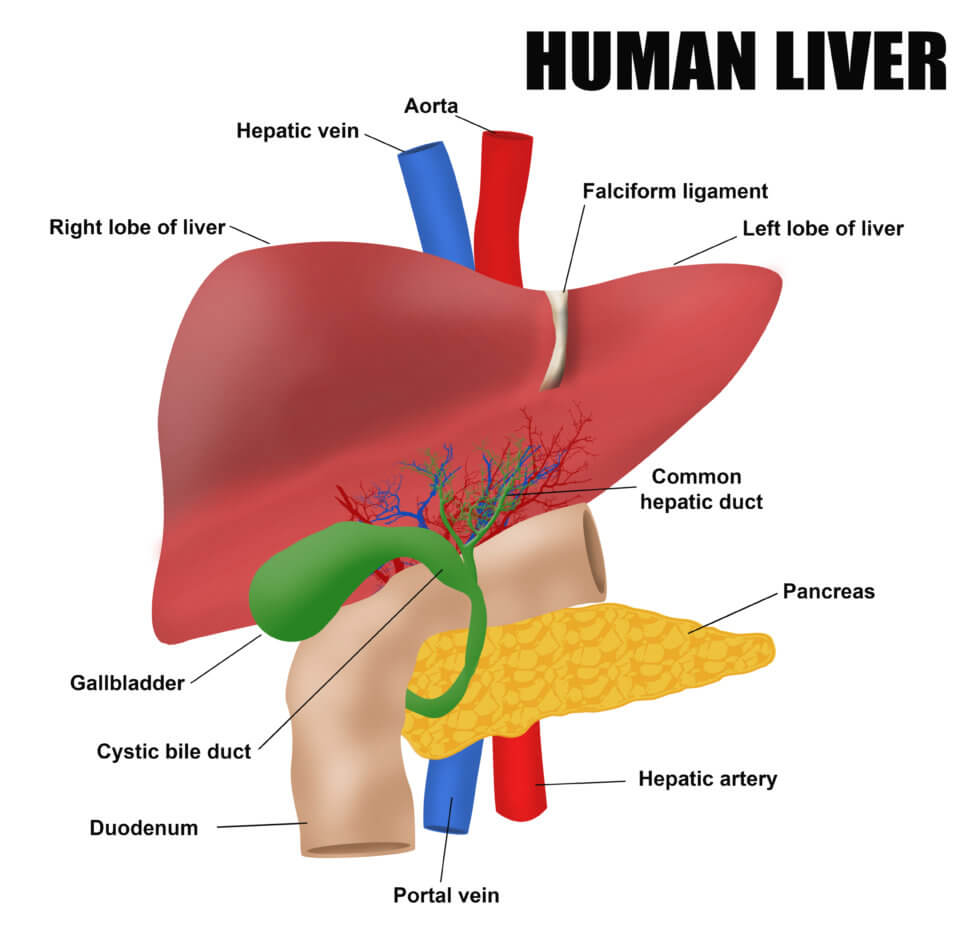 Human liver diagram to understand how to soothe your liver