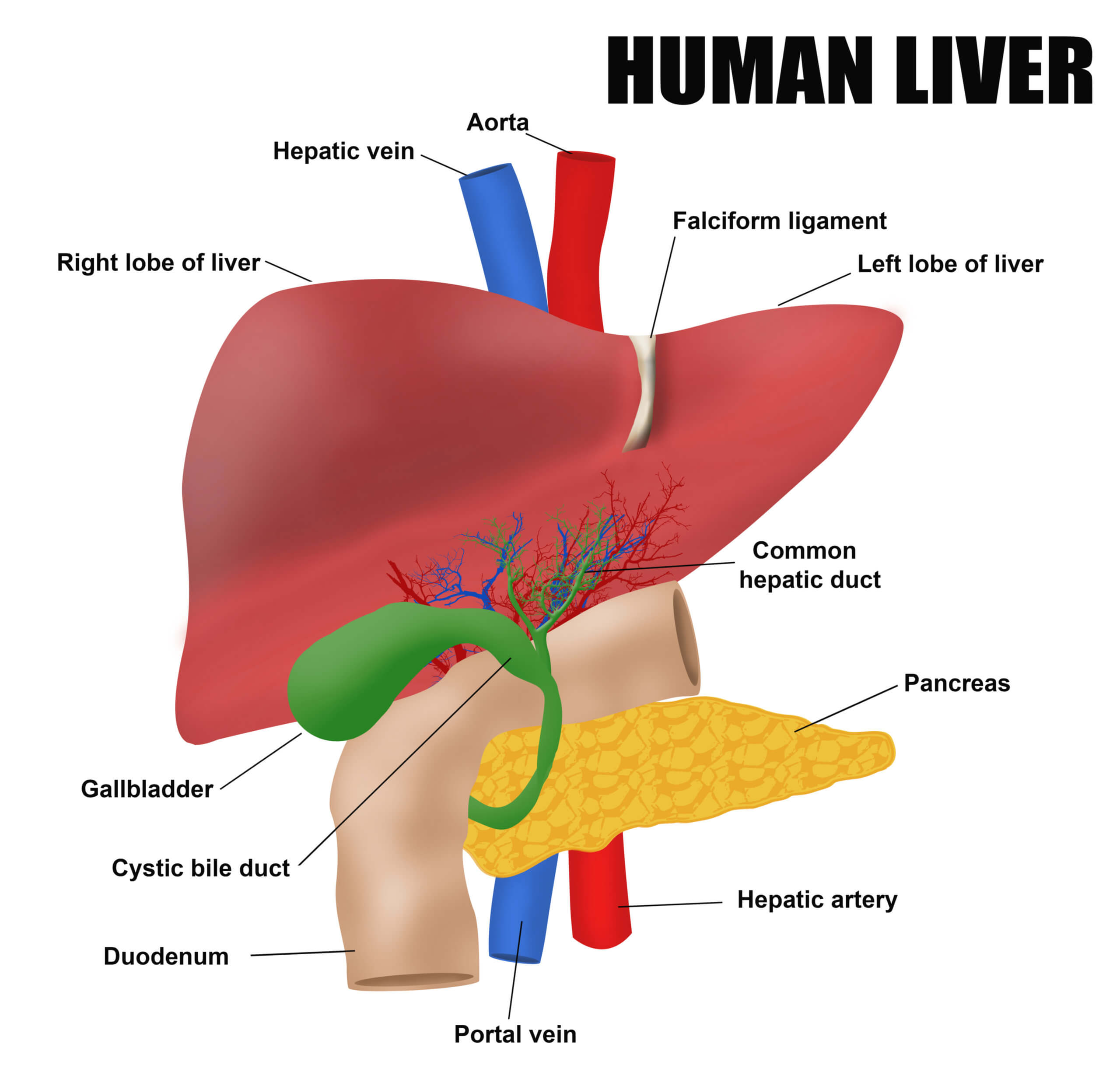 liver-pancreas-diagram