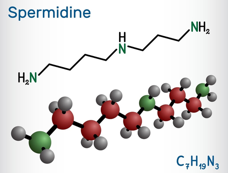 Spermidine compounds