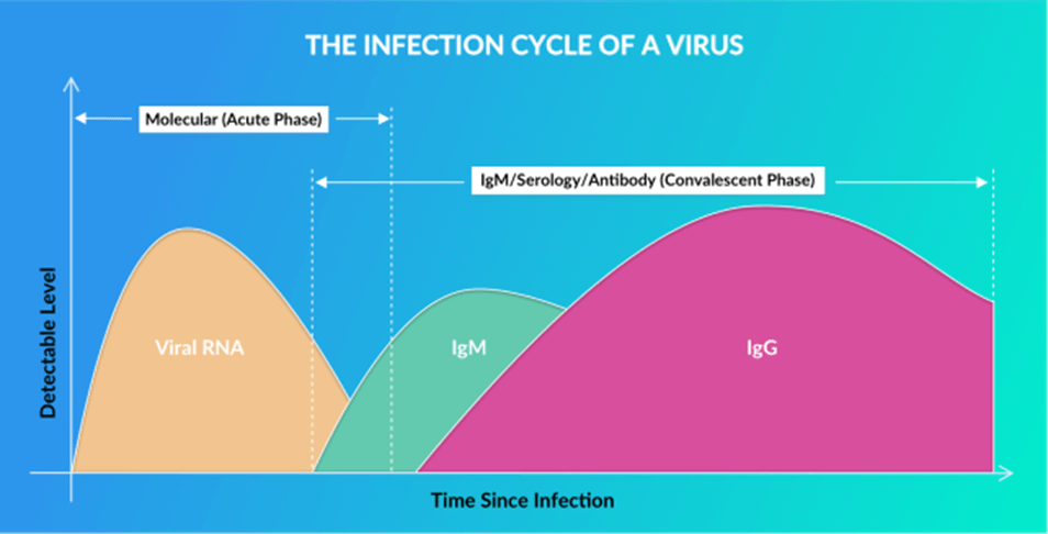 The Infection Cycle of a Virus