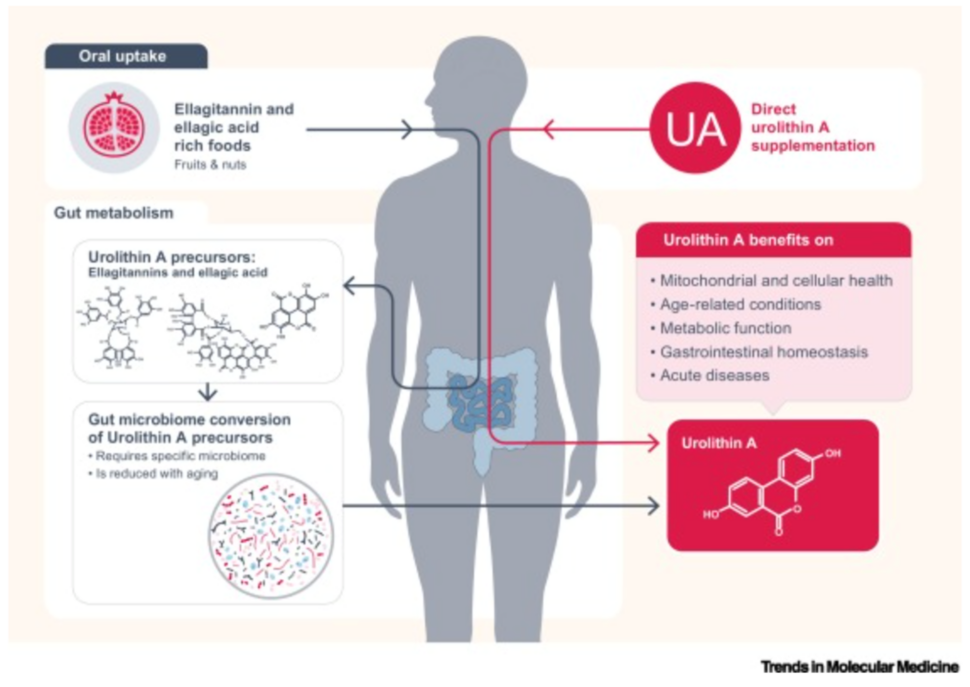 Urolithin A - Picture1